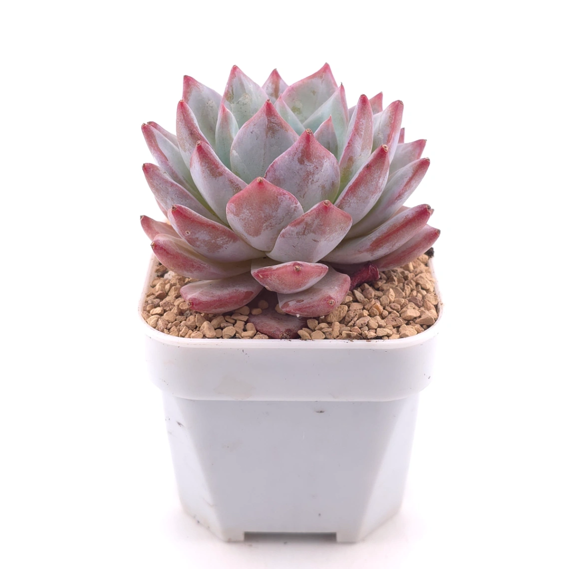 Echeveria ‘Pink Blue Bird’ | 粉藍鳥 thumbnail 3