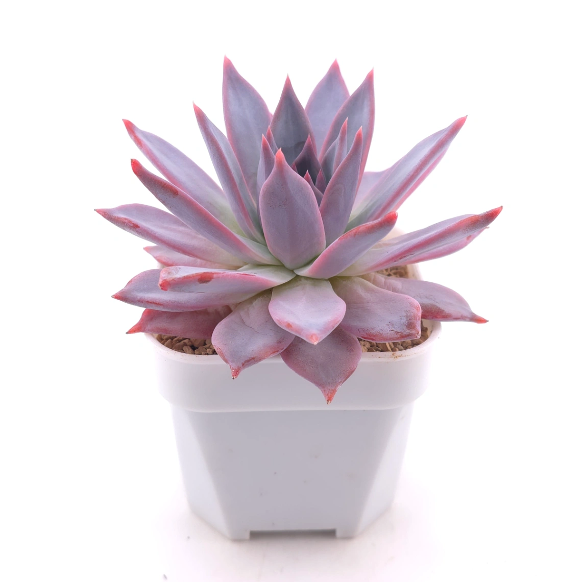 Echeveria ‘Polar Bear’ | 北極熊 thumbnail 3