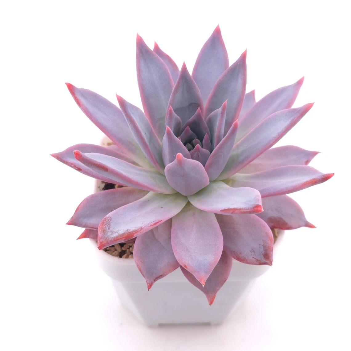 Echeveria ‘Polar Bear’ | 北極熊 thumbnail 2