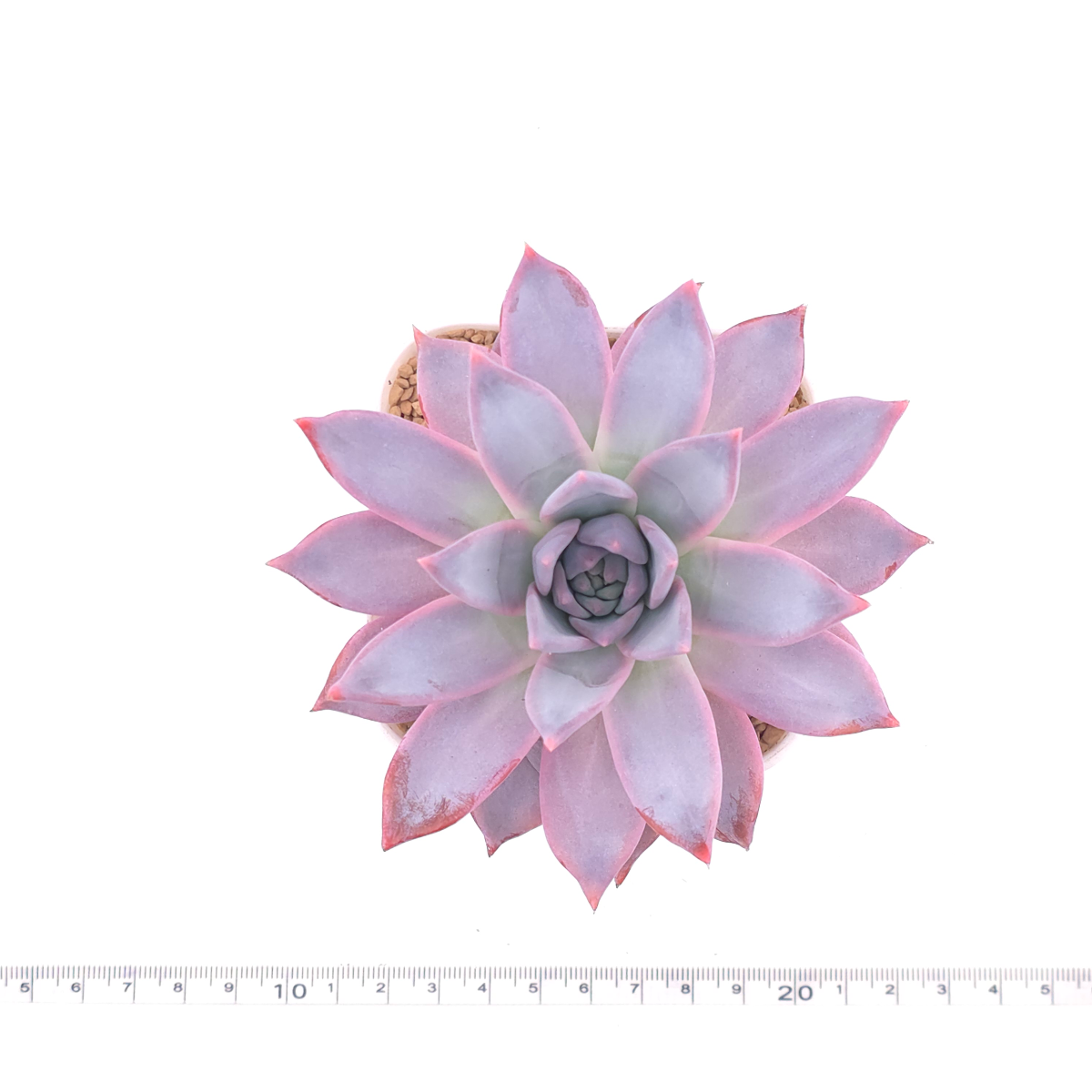 Echeveria ‘Polar Bear’ | 北極熊 thumbnail 4