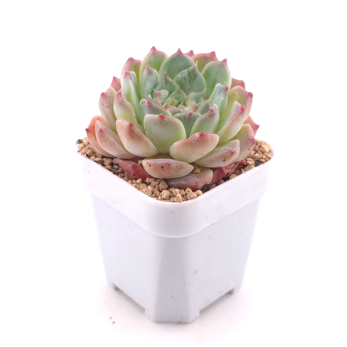 Echeveria 'Poseidon' | 波賽頓 thumbnail 3