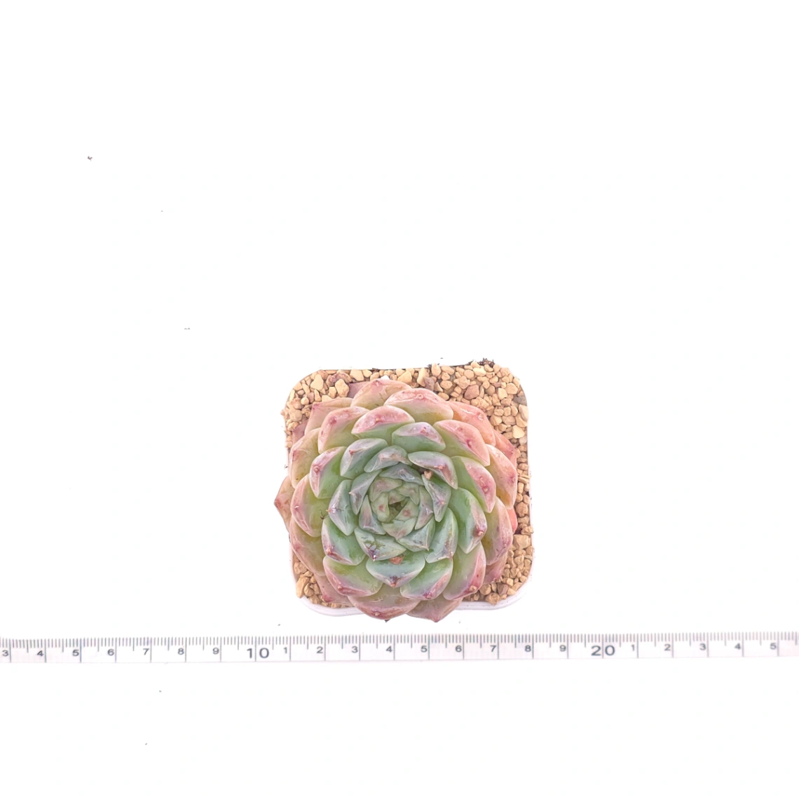 Echeveria 'Poseidon' | 波賽頓 thumbnail 4