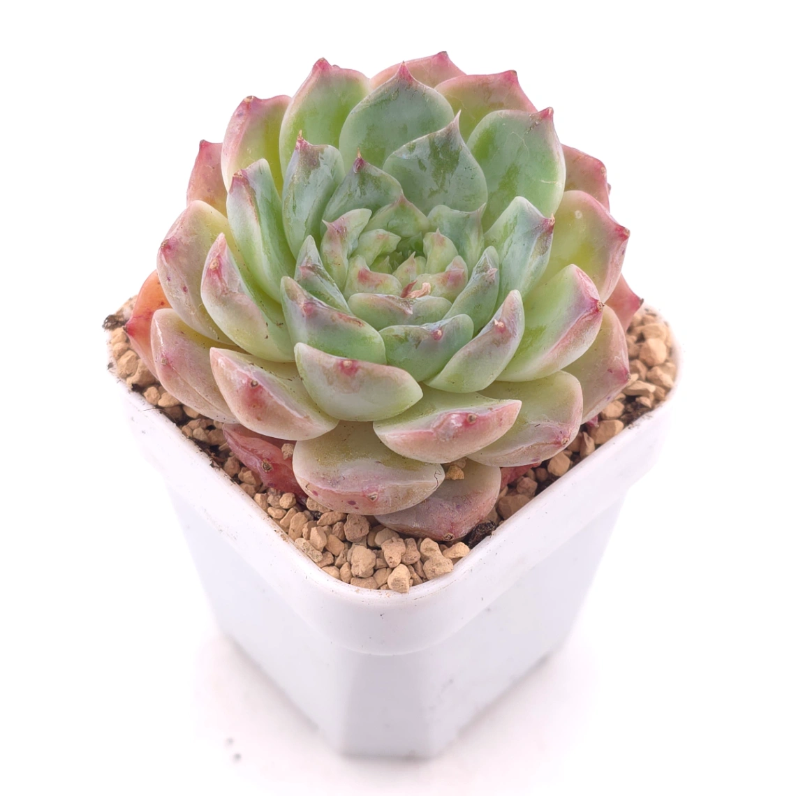 Echeveria 'Poseidon' | 波賽頓 thumbnail 2