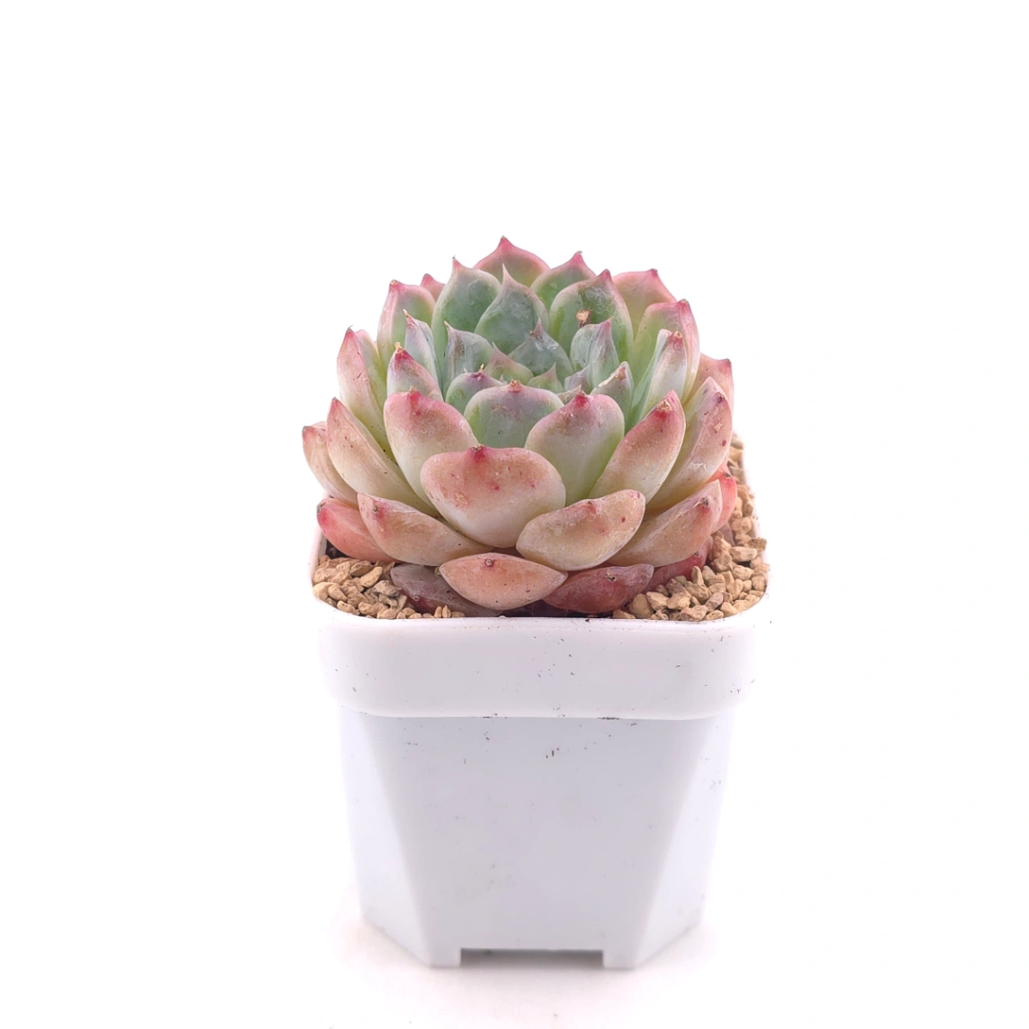Echeveria 'Poseidon' | 波賽頓 thumbnail 3