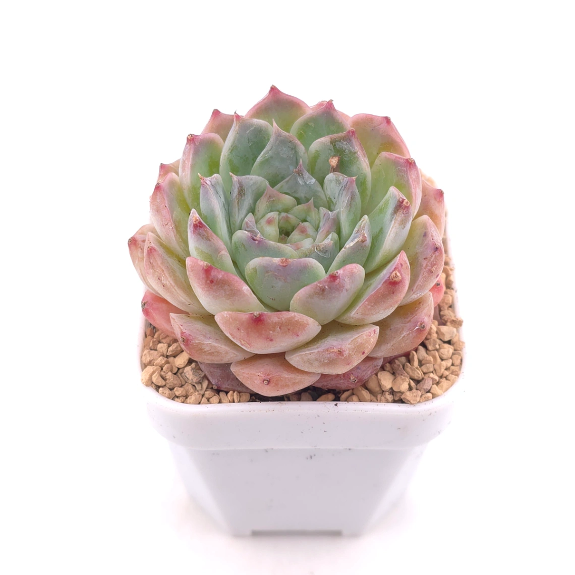 Echeveria 'Poseidon' | 波賽頓 thumbnail 2