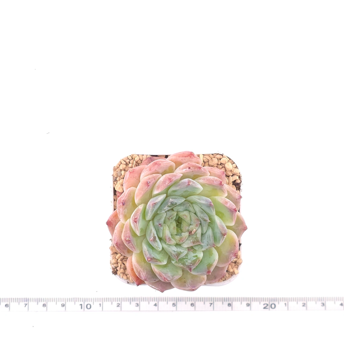 Echeveria 'Poseidon' | 波賽頓 thumbnail 4