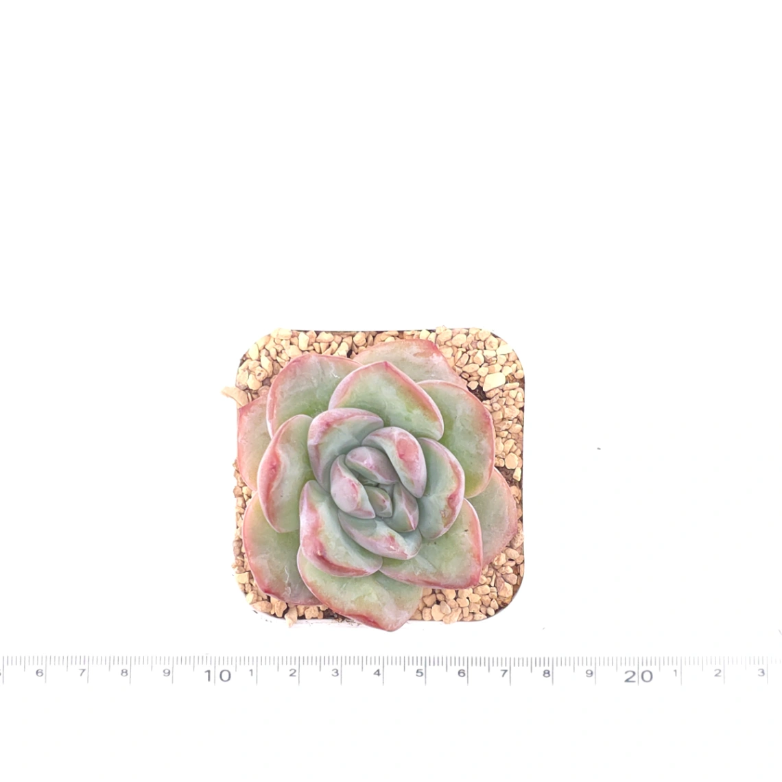 Echeveria 'Puff' | 泡芙 thumbnail 4