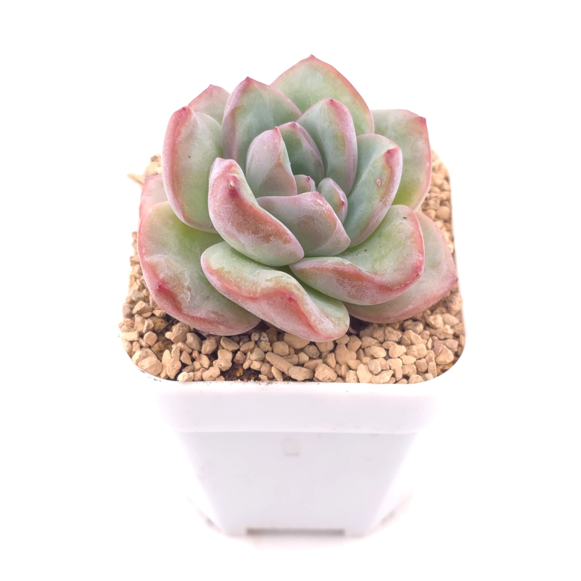 Echeveria 'Puff' | 泡芙 thumbnail 2