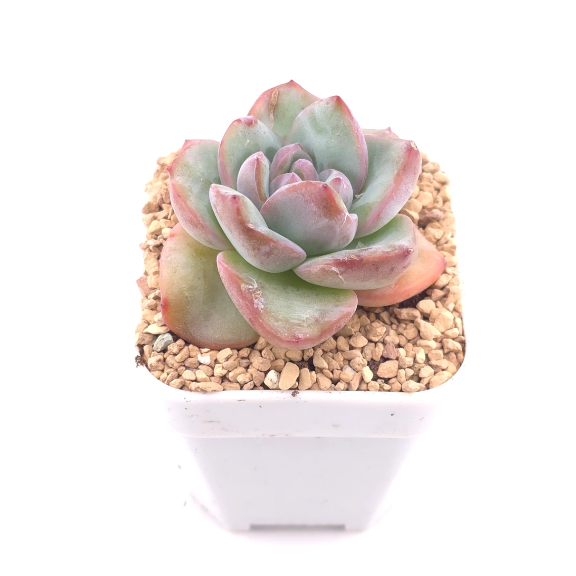 Echeveria 'Puff' | 泡芙 thumbnail 2
