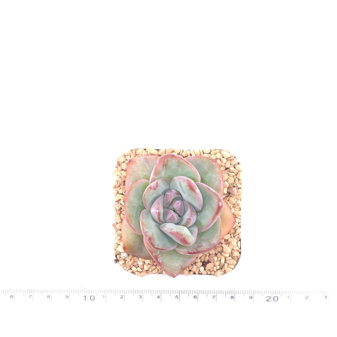Echeveria 'Puff' | 泡芙 thumbnail 4
