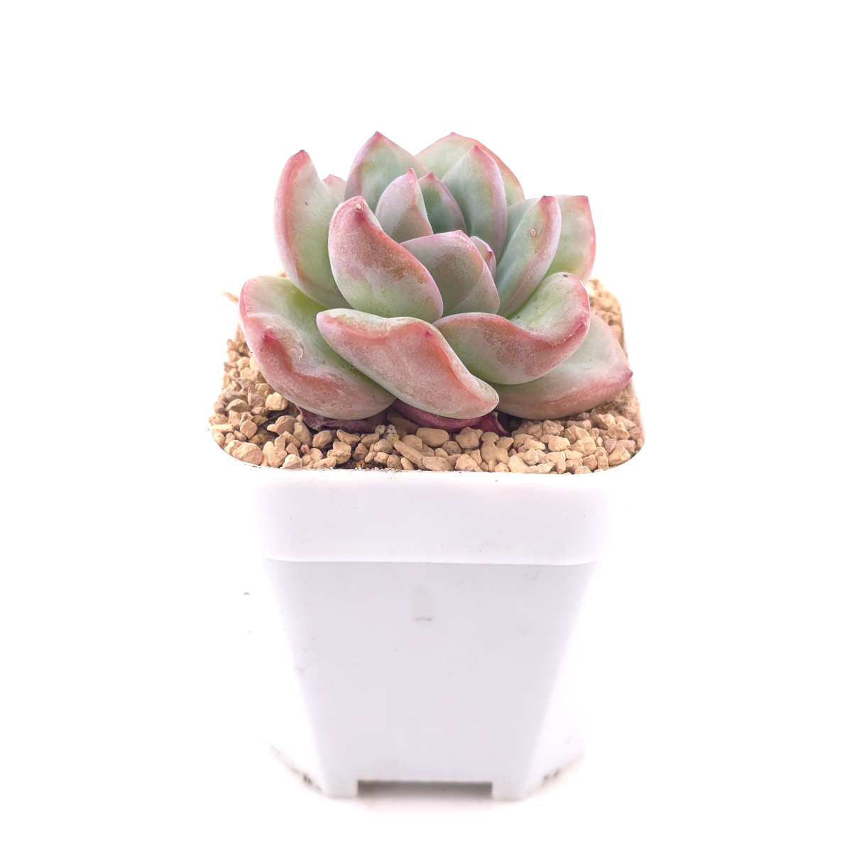 Echeveria 'Puff' | 泡芙 thumbnail 3