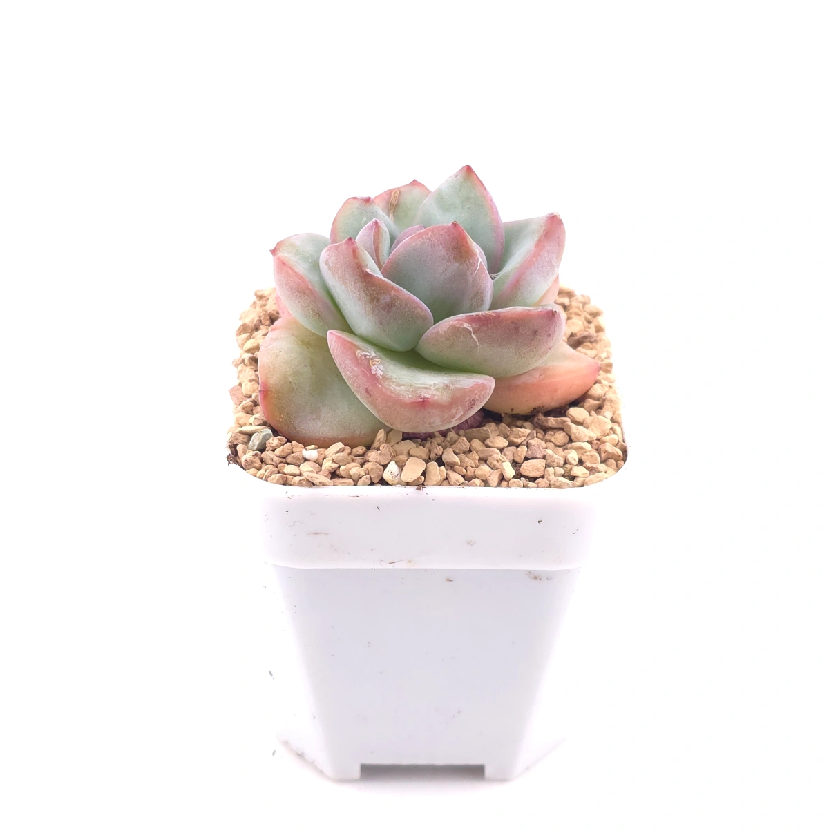 Echeveria 'Puff' | 泡芙 thumbnail 3