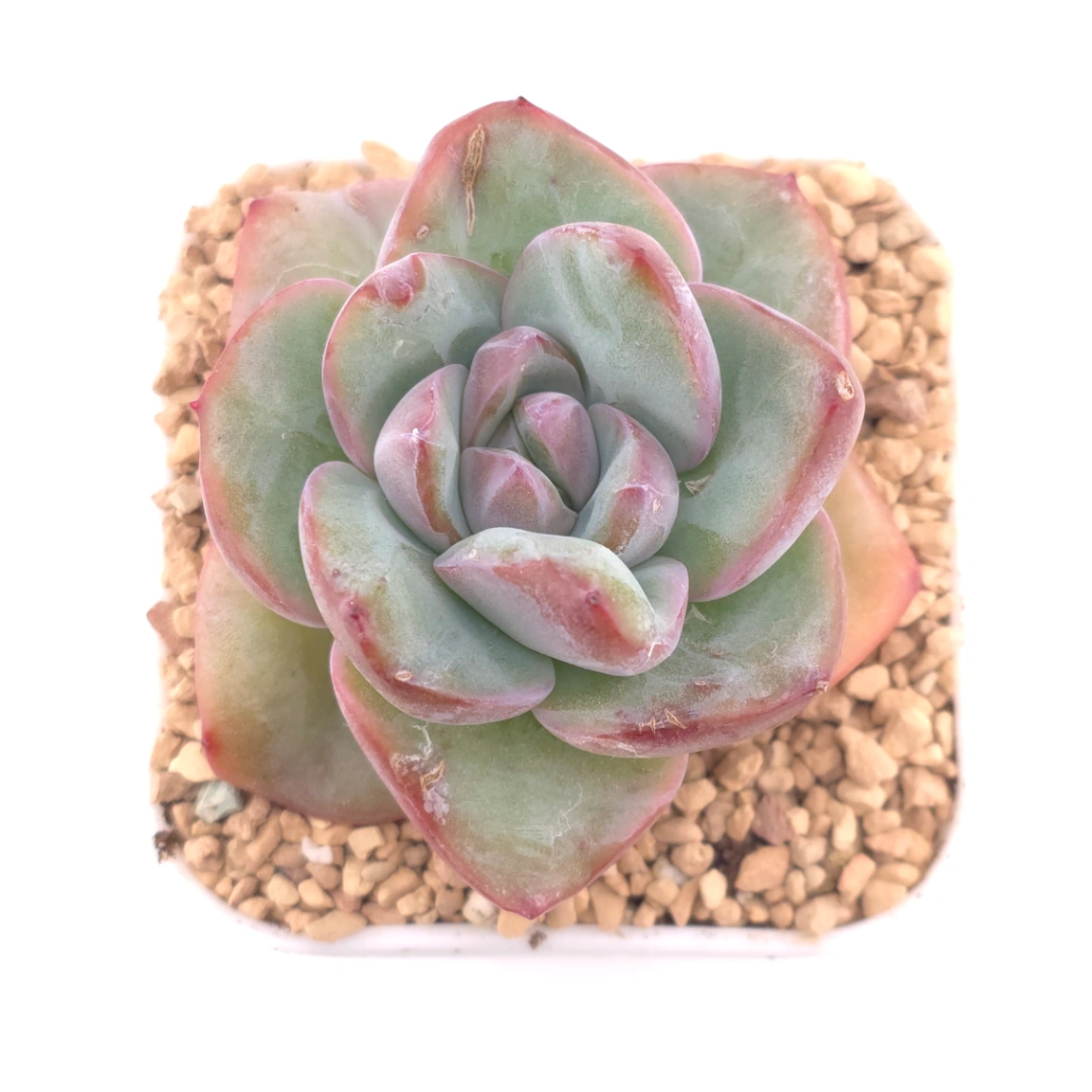 Echeveria 'Puff' | 泡芙 - View 1
