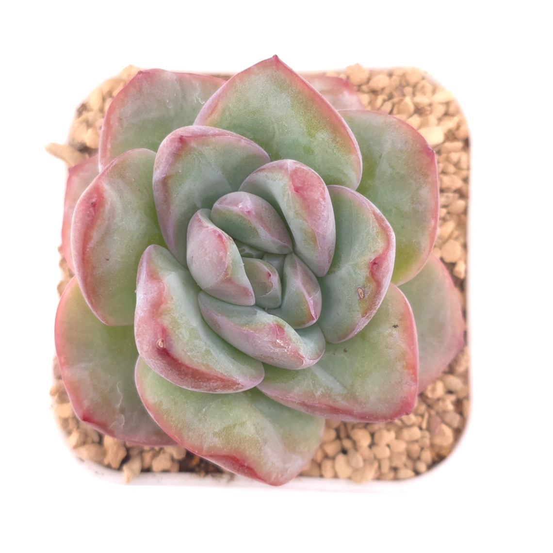 Echeveria 'Puff' | 泡芙 - View 1
