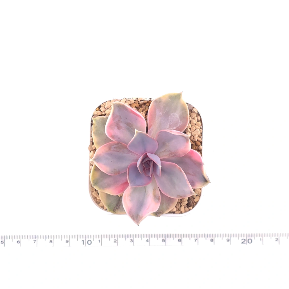 Echeveria ‘Rainbow’ | 彩虹錦 thumbnail 4