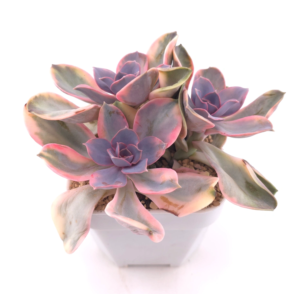 Echeveria ‘Rainbow’ | 彩虹錦 thumbnail 2