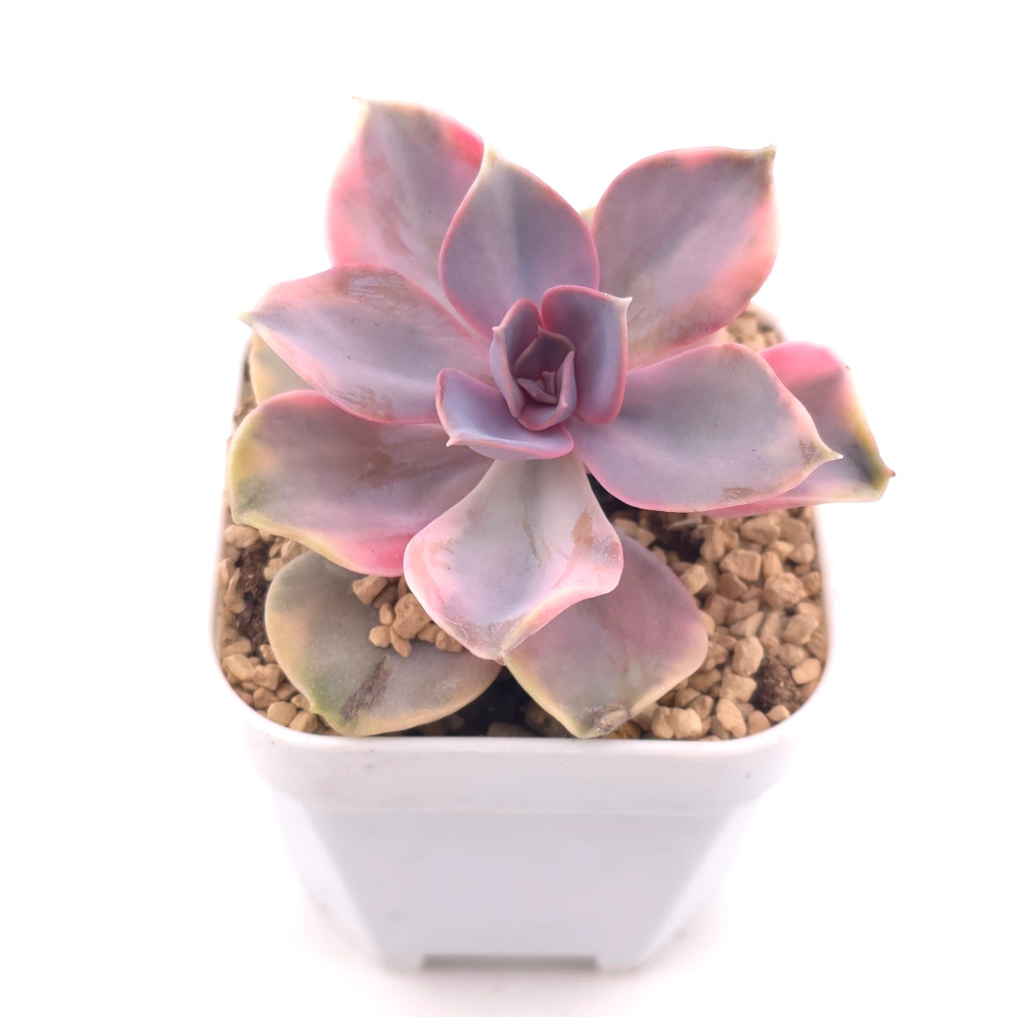 Echeveria ‘Rainbow’ | 彩虹錦 thumbnail 2
