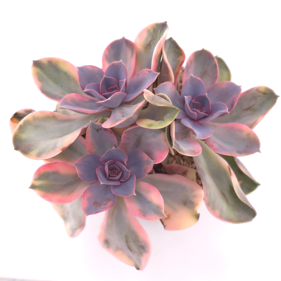 Echeveria ‘Rainbow’ | 彩虹錦 - View 1