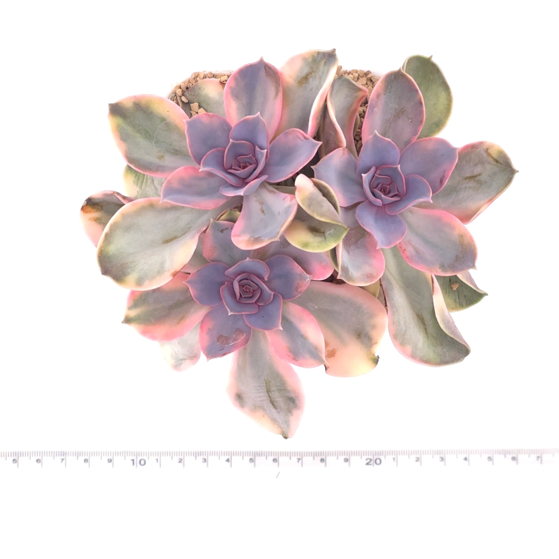 Echeveria ‘Rainbow’ | 彩虹錦 thumbnail 4