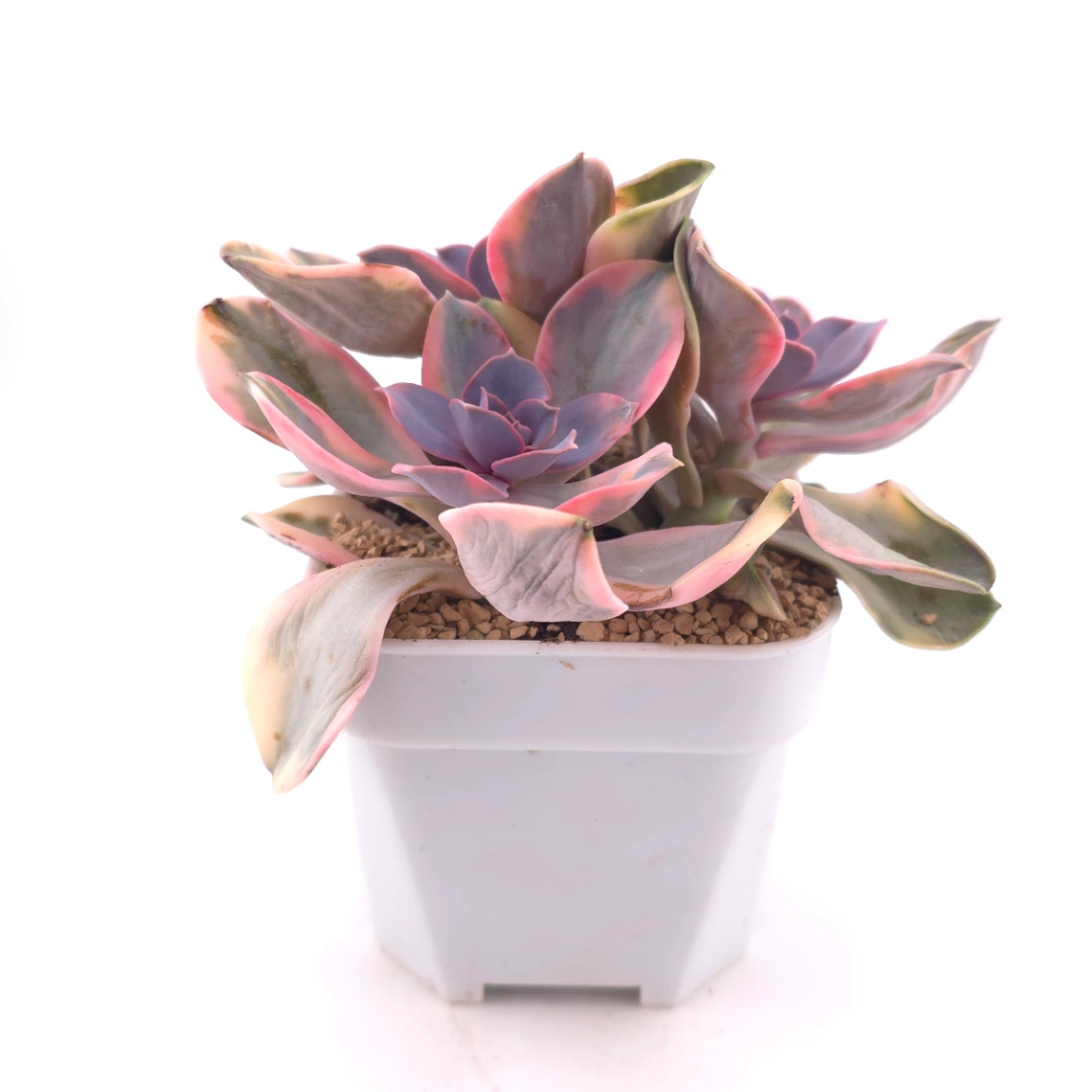 Echeveria ‘Rainbow’ | 彩虹錦 thumbnail 3