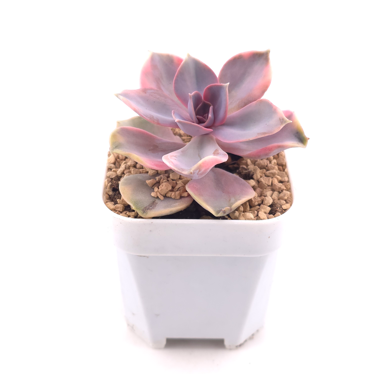 Echeveria ‘Rainbow’ | 彩虹錦 thumbnail 3