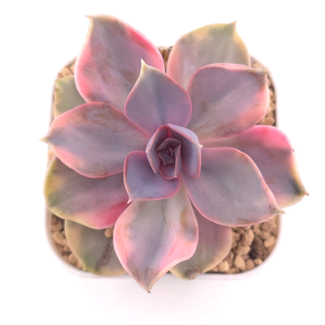 Echeveria ‘Rainbow’ | 彩虹錦 - View 1