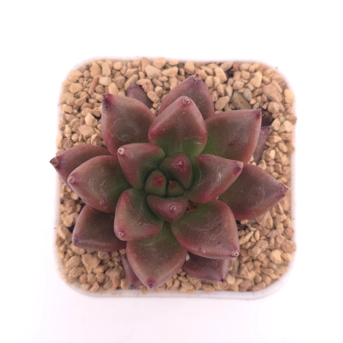 Echeveria 'Red Soul' | 紅魂 - View 1