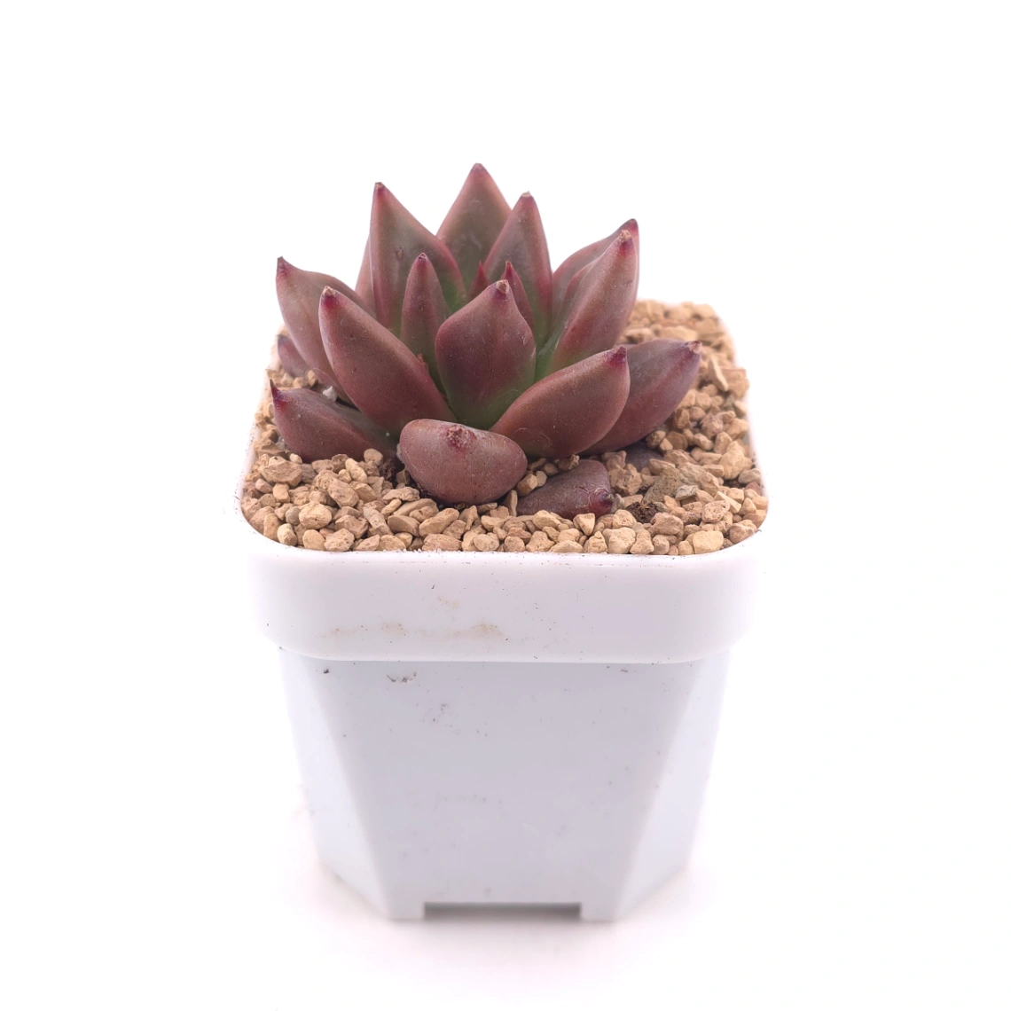 Echeveria 'Red Soul' | 紅魂 thumbnail 3