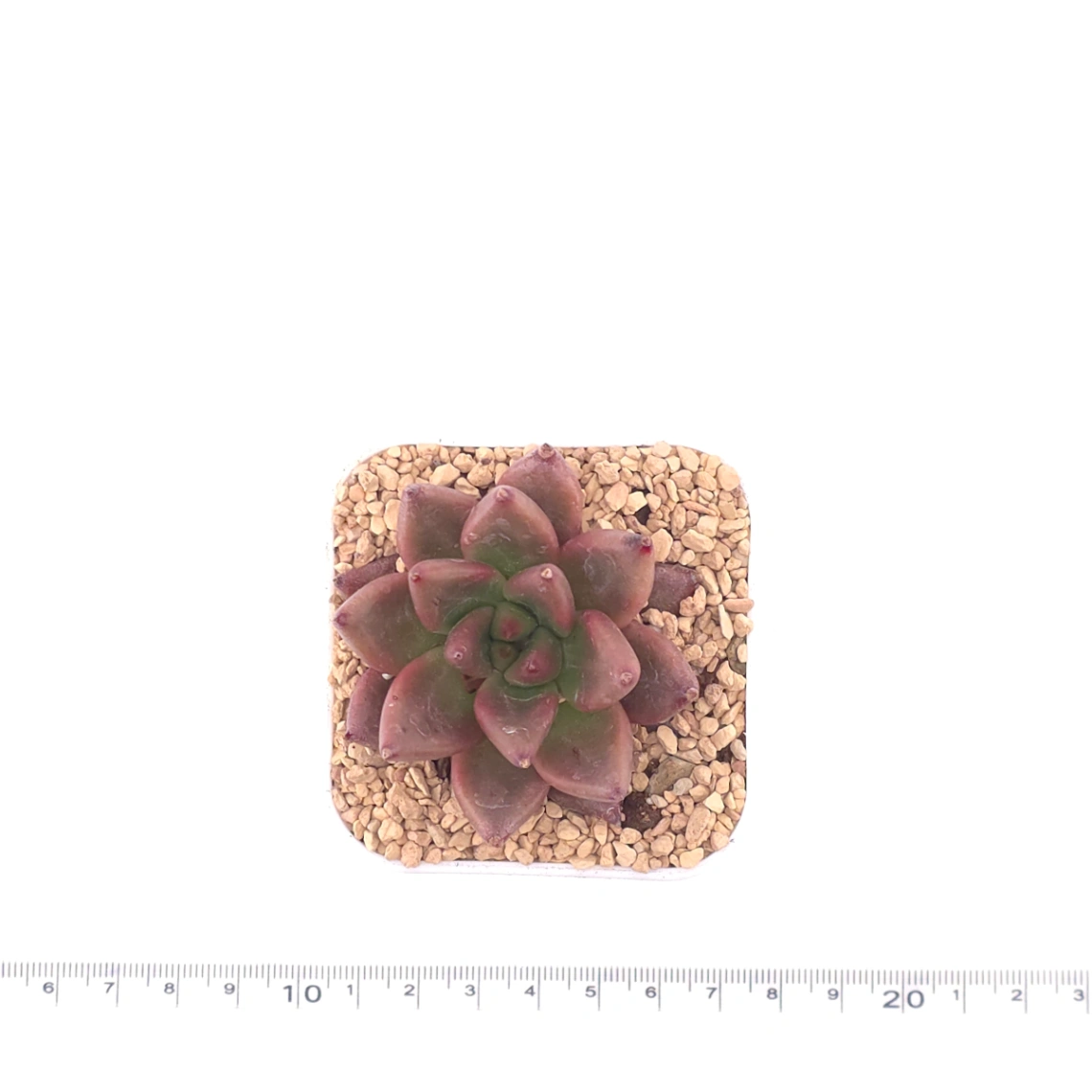 Echeveria 'Red Soul' | 紅魂 thumbnail 4