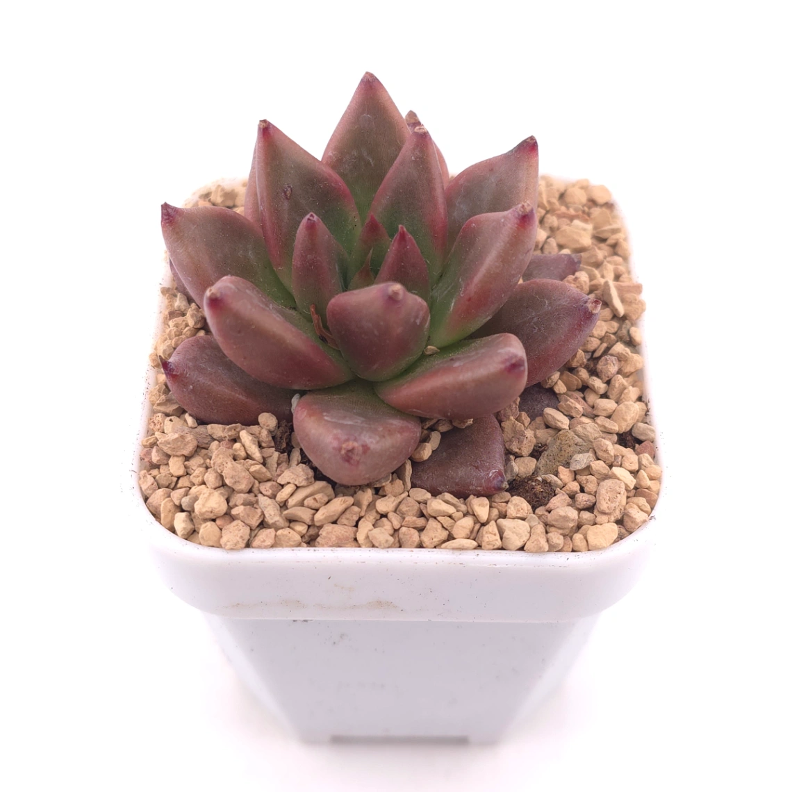 Echeveria 'Red Soul' | 紅魂 thumbnail 2