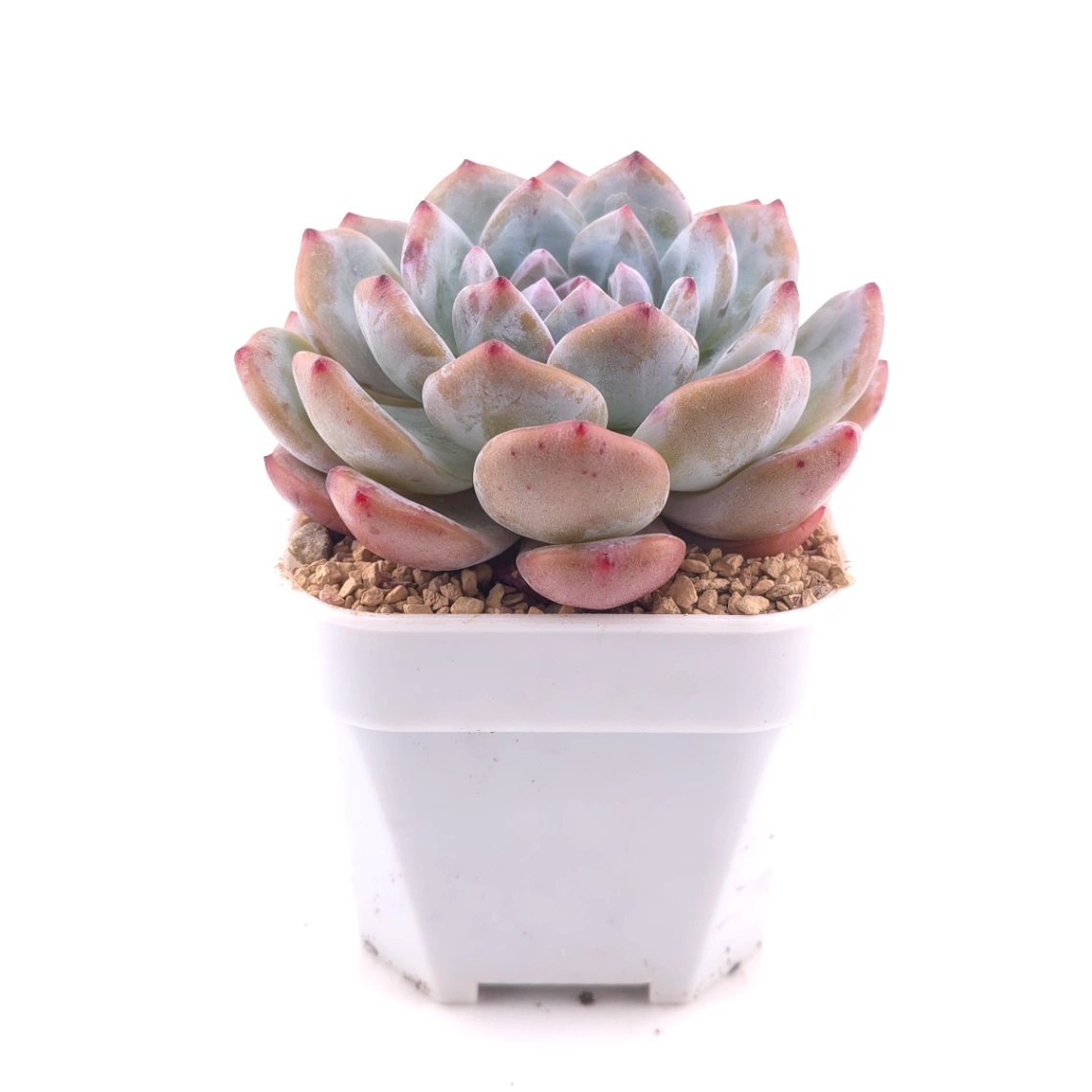 Echeveria ‘Sugar Heart Snow Angel' | 糖心雪天使 thumbnail 3