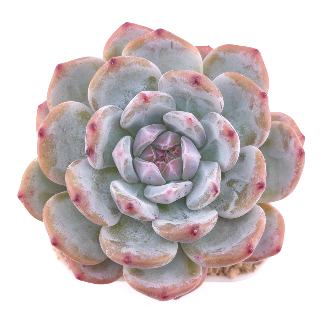 Echeveria ‘Sugar Heart Snow Angel' | 糖心雪天使 - View 1