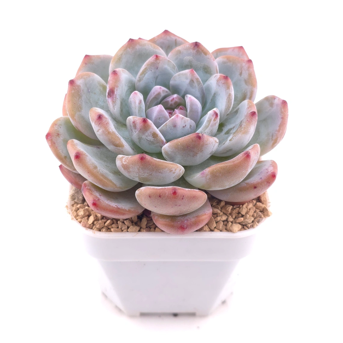 Echeveria ‘Sugar Heart Snow Angel' | 糖心雪天使 thumbnail 2