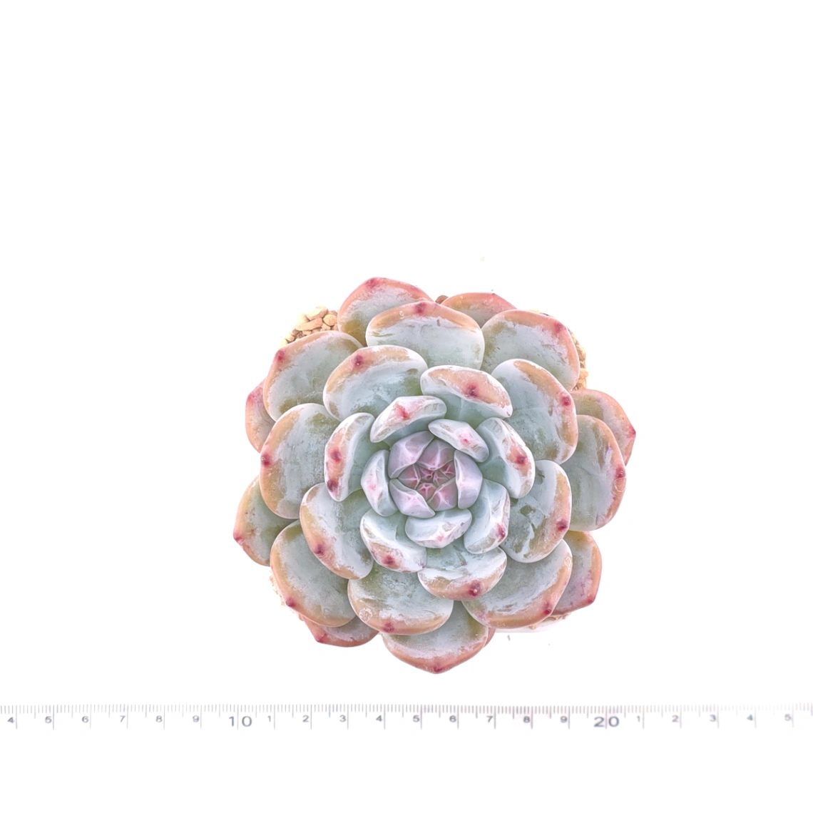 Echeveria ‘Sugar Heart Snow Angel' | 糖心雪天使 thumbnail 4
