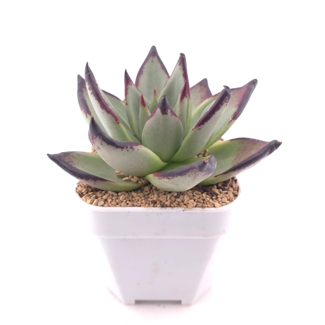 Echeveria 'The Devil' | 紅魔鬼 thumbnail 3