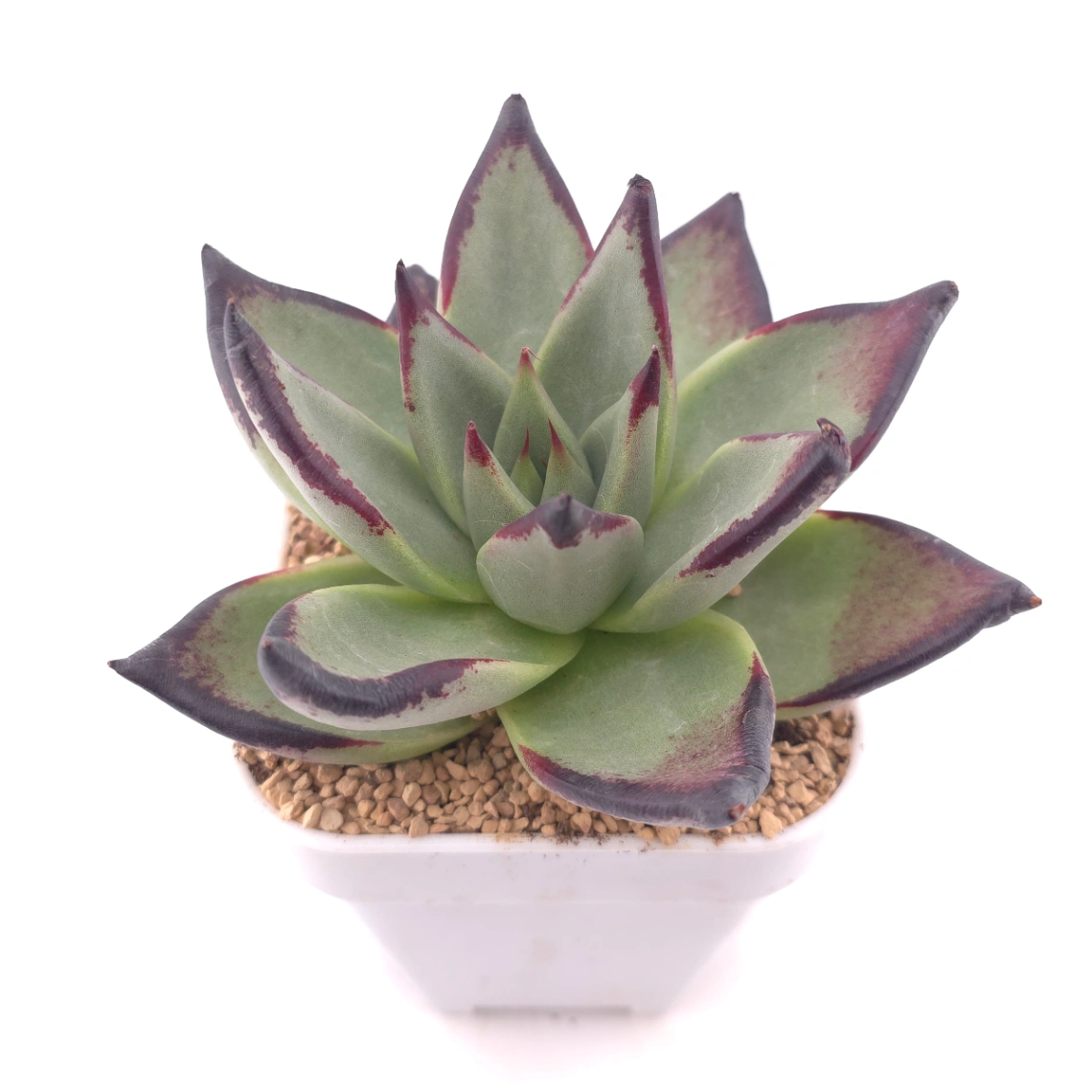 Echeveria 'The Devil' | 紅魔鬼 thumbnail 2