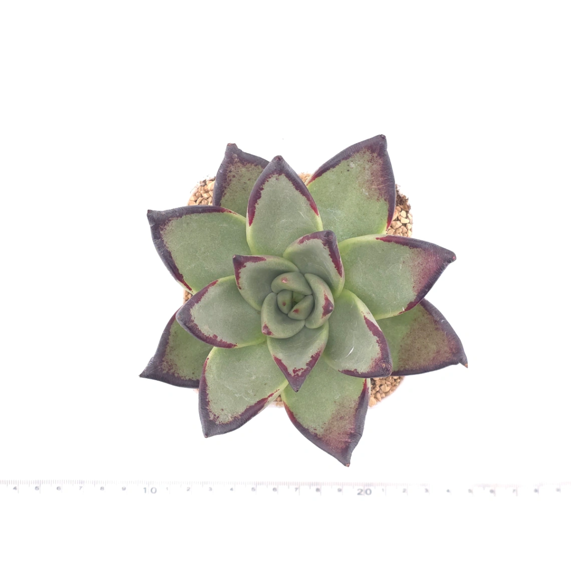 Echeveria 'The Devil' | 紅魔鬼 thumbnail 4