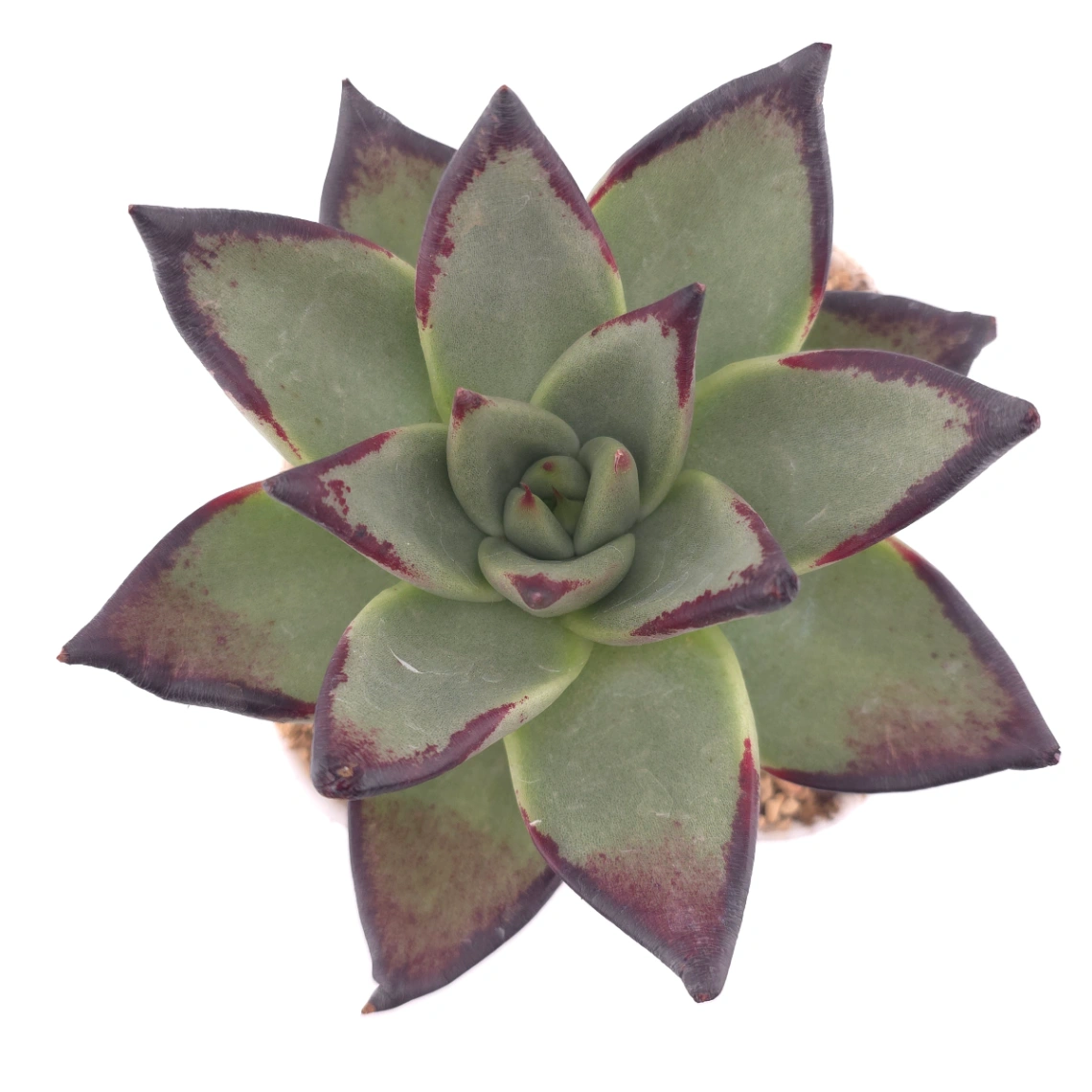 Echeveria 'The Devil' | 紅魔鬼 - View 1