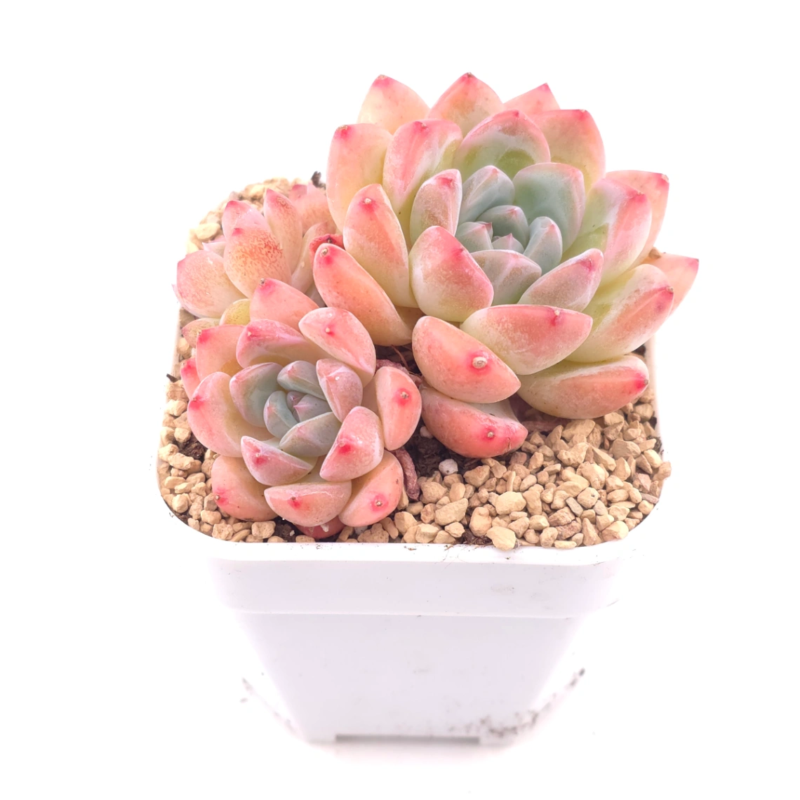 Echeveria 'White Diamond' | 白鑽石 thumbnail 2