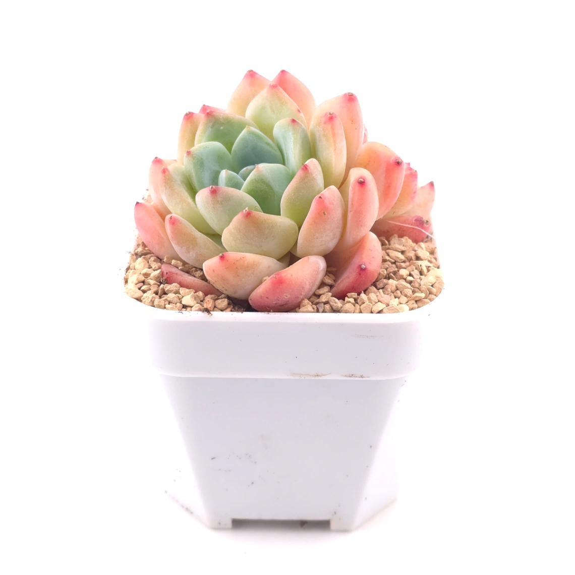 Echeveria 'White Diamond' | 白鑽石 thumbnail 3