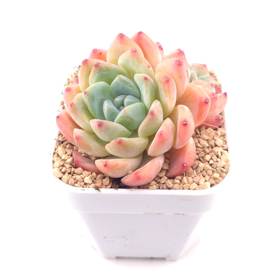 Echeveria 'White Diamond' | 白鑽石 thumbnail 2