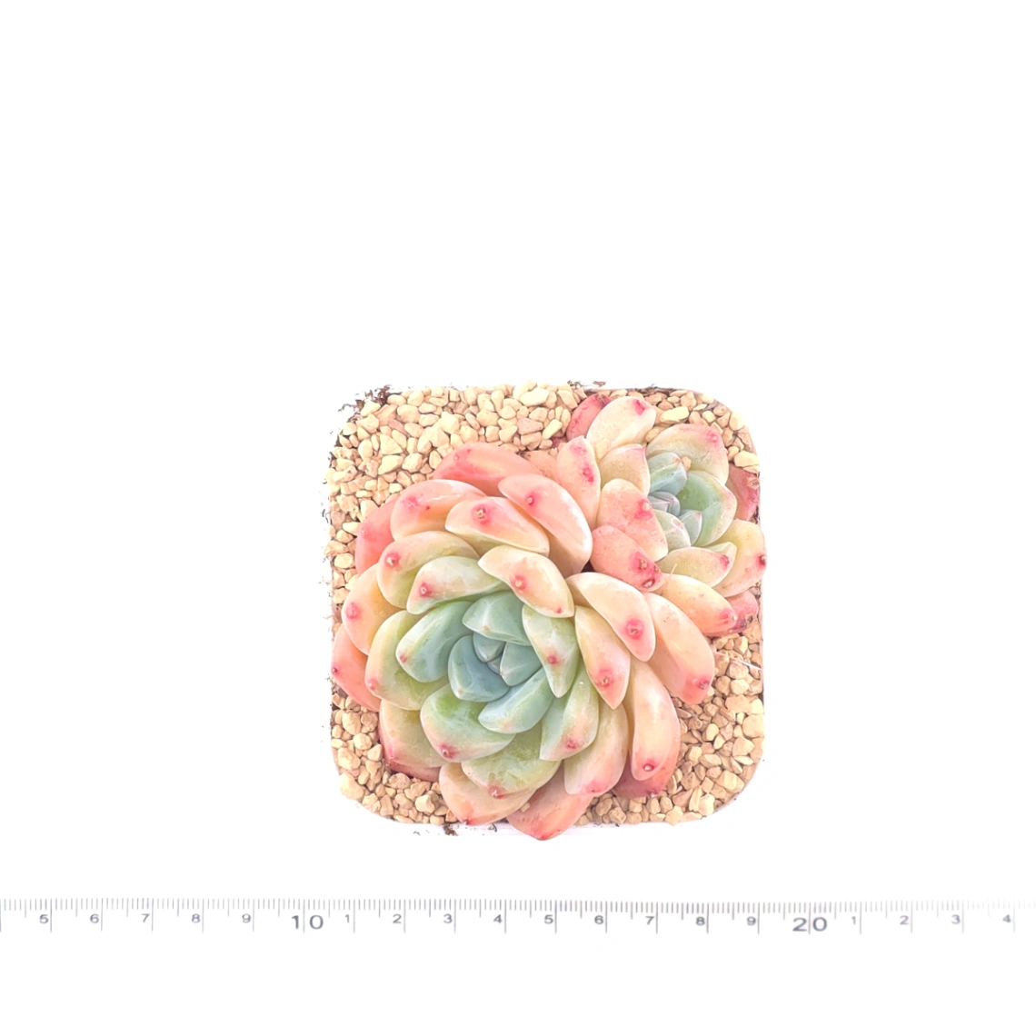 Echeveria 'White Diamond' | 白鑽石 thumbnail 4