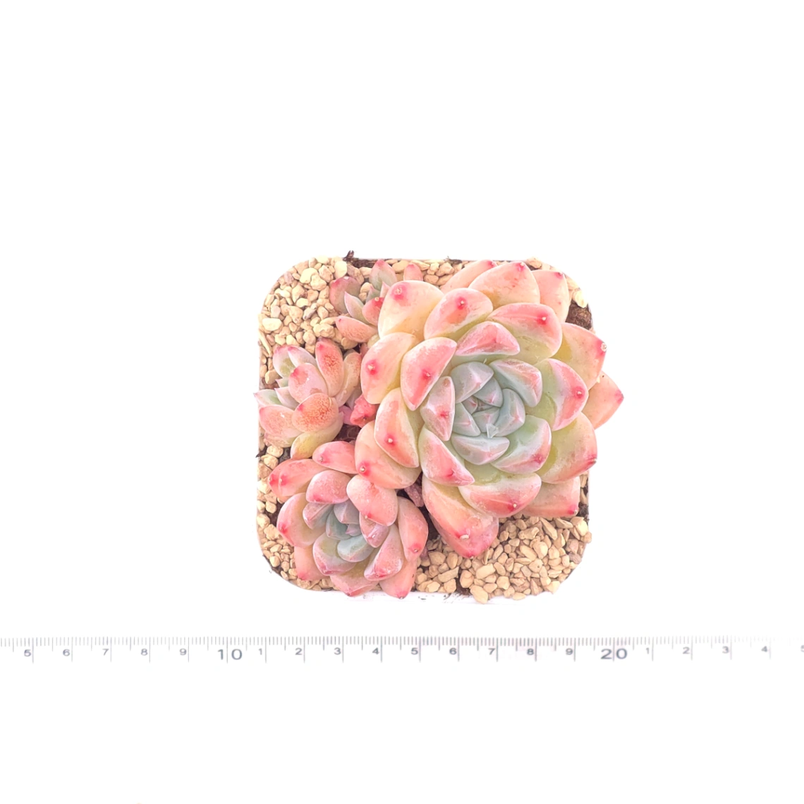 Echeveria 'White Diamond' | 白鑽石 thumbnail 4