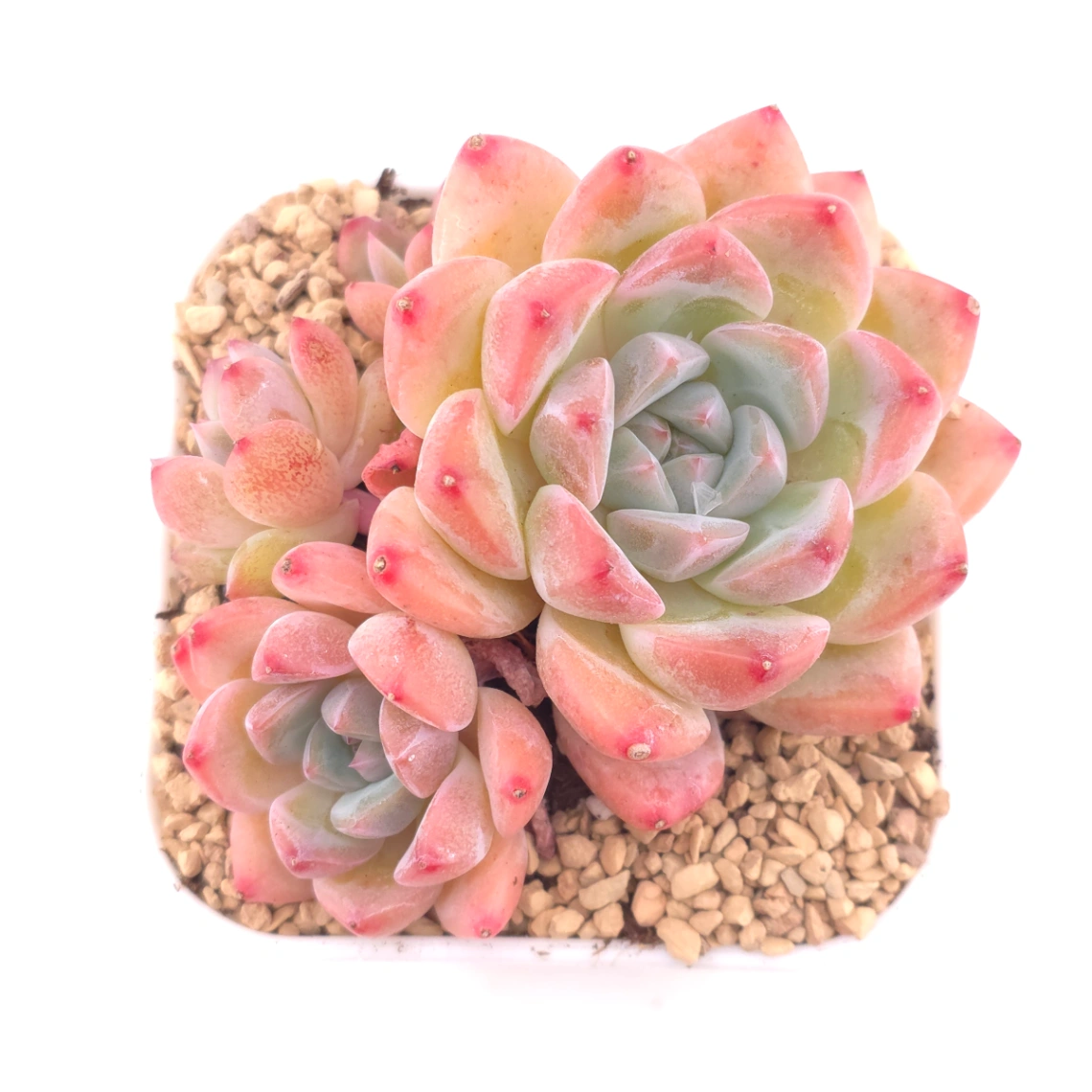 Echeveria 'White Diamond' | 白鑽石 - View 1