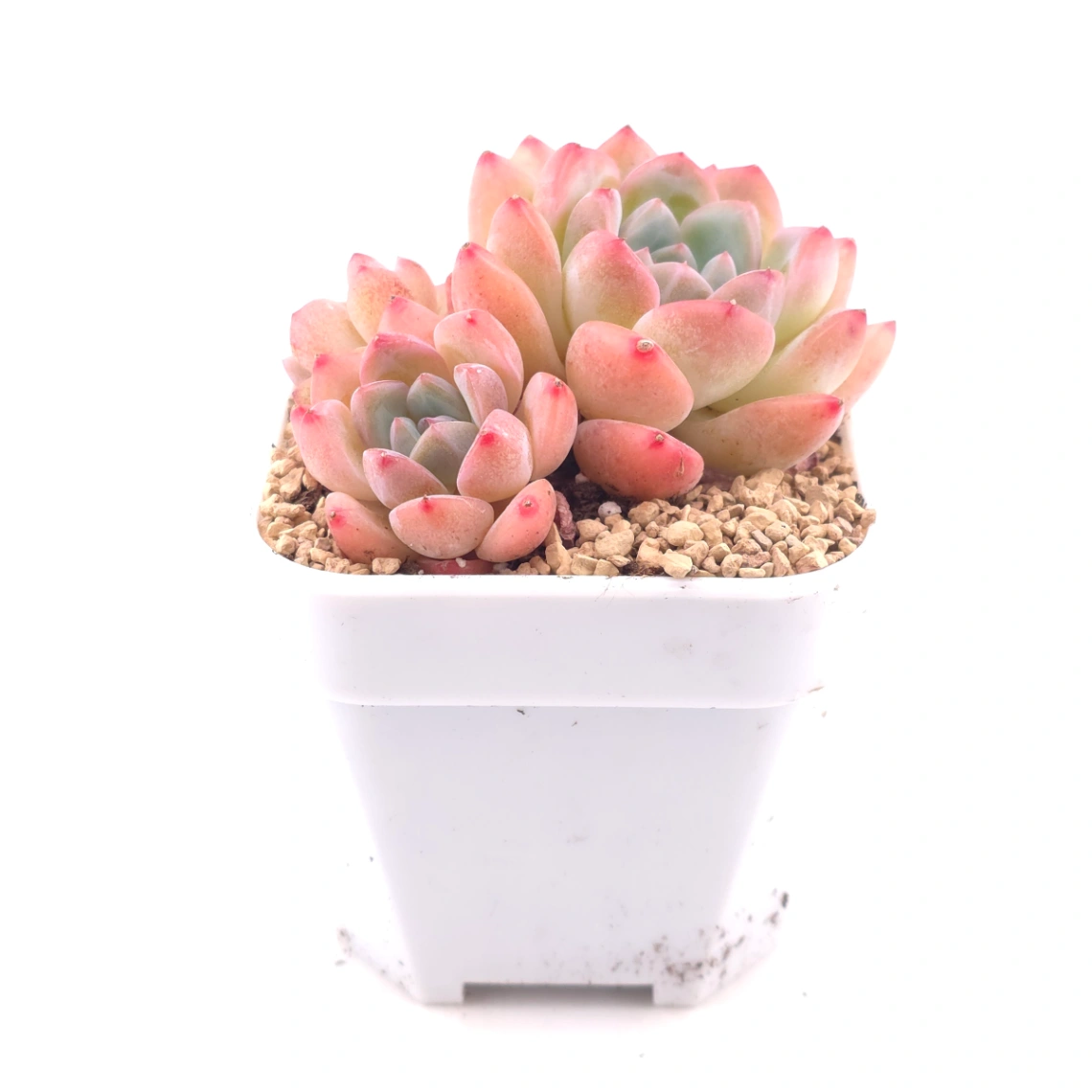 Echeveria 'White Diamond' | 白鑽石 thumbnail 3