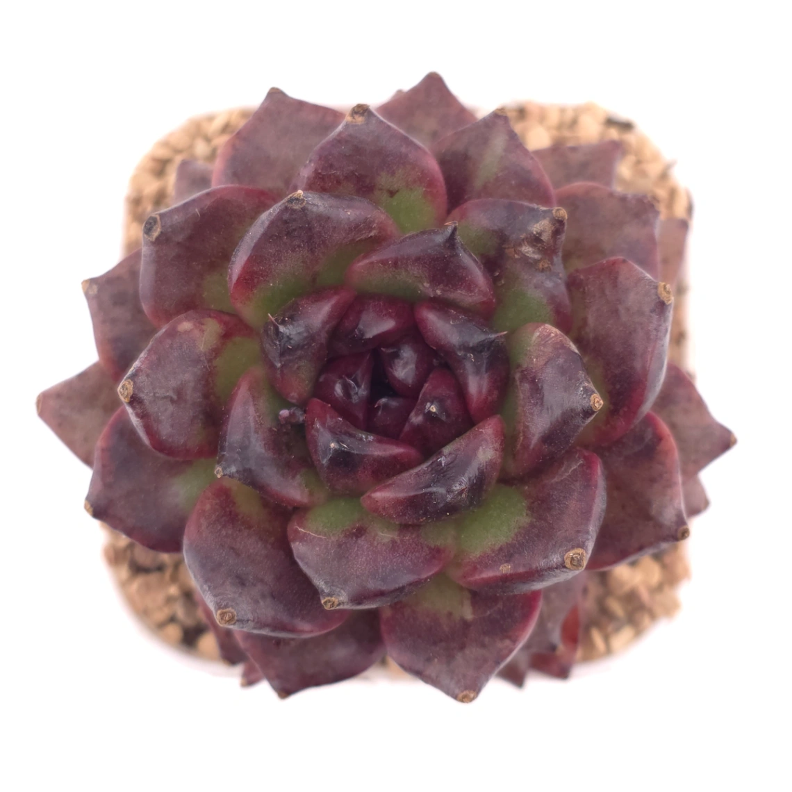 Echeveria 'Xuan Feng | 玄風 - View 1