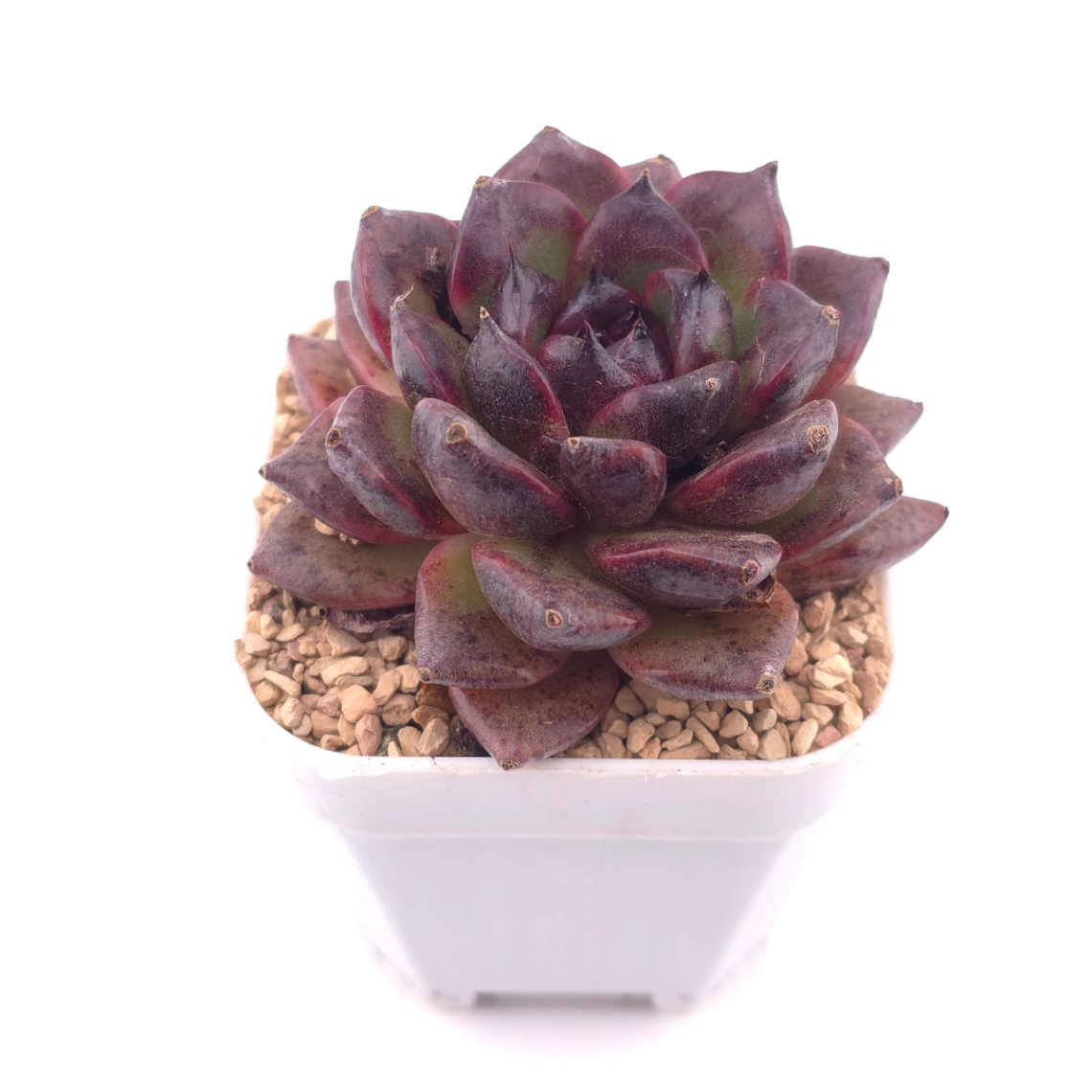 Echeveria 'Xuan Feng | 玄風 thumbnail 2