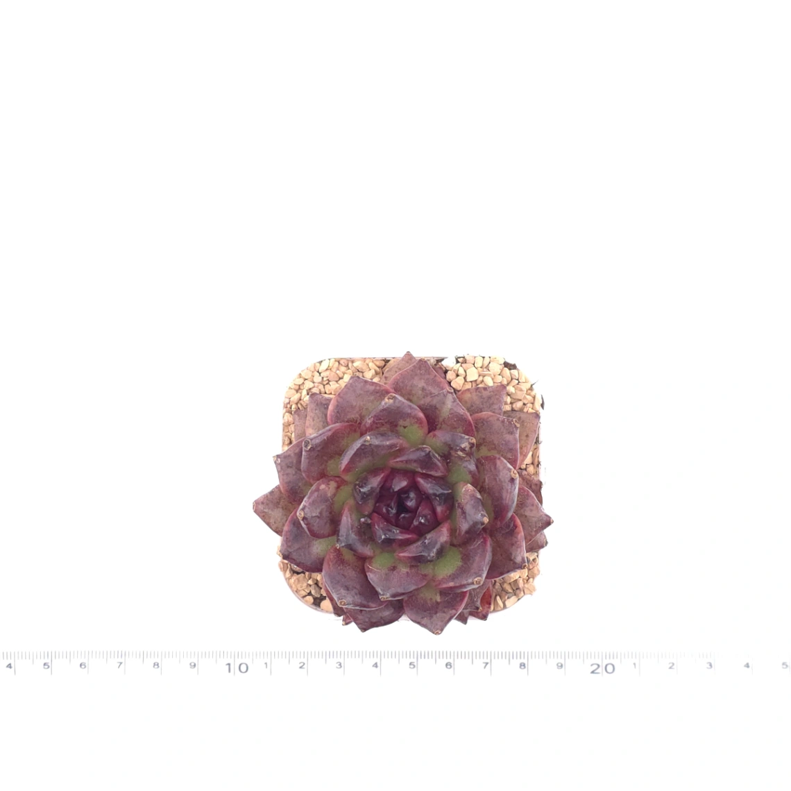 Echeveria 'Xuan Feng | 玄風 thumbnail 4