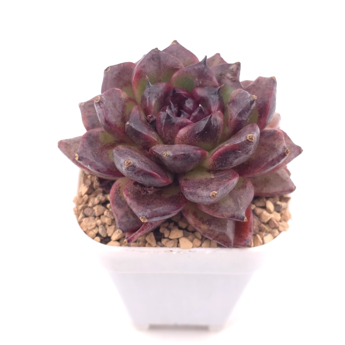 Echeveria 'Xuan Feng | 玄風 thumbnail 2