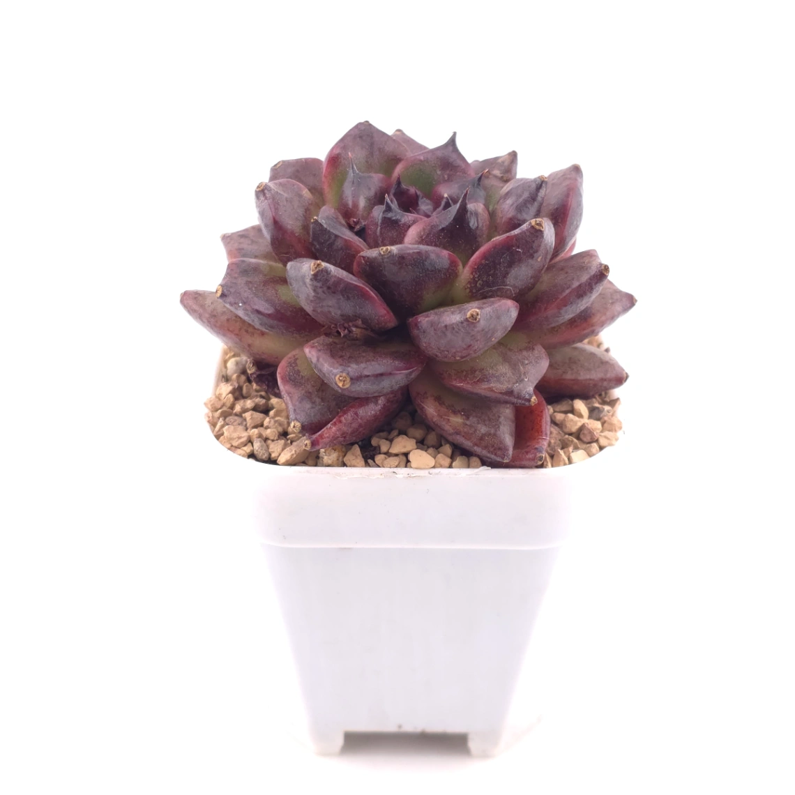Echeveria 'Xuan Feng | 玄風 thumbnail 3